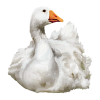 Duck Png 4