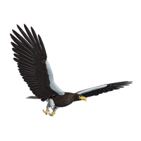 Eagle Png 12