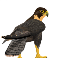 Falcon Free Png Image