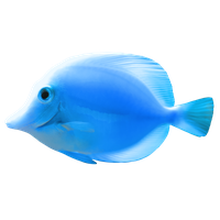 Fish Png 2