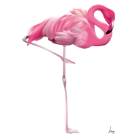 Flamingo Transparent