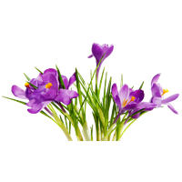 Flowers Png 7
