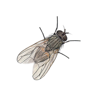 Fly Png 7