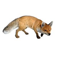 Fox Png 11