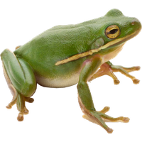 Frog Png 3