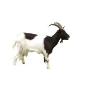 Goat Free Download Png