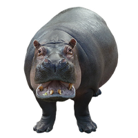 Hippopotamus Png Image
