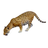 Jaguar Free Png Image