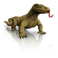 Komodo Dragon Picture