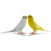 Love Birds Png Pic