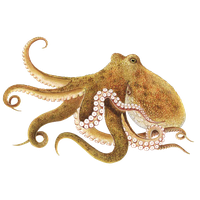 Octopus Free Download Png