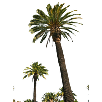 Palm Tree Png Picture