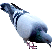 Pigeon Png File