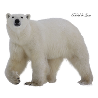 Polar Bear Png