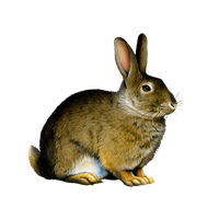 Rabbit Png Clipart