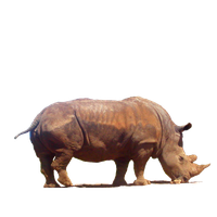 Rhinoceros Png Clipart