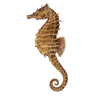 Seahorse Png Image