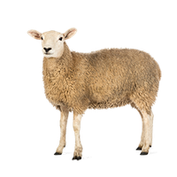 Sheep Png Pic