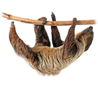 Sloth Png Image