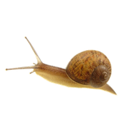 Snail Png Image