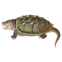 Snapping Turtle Png Image
