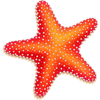 Starfish Picture