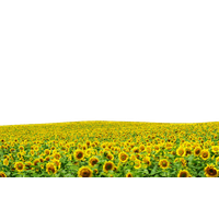 Sunflowers Png Hd