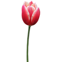 Tulip Free Png Image