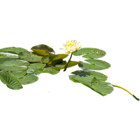 Water Lily Png Hd