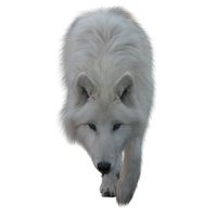 Wolf Png Picture