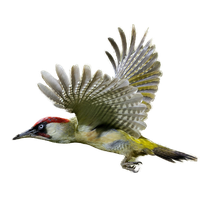 Woodpecker Png Image