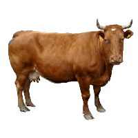 Brown Cow Png Image