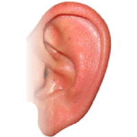 Ear Png Image