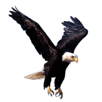 Flying Eagle Png Image Download