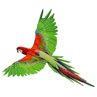 Flying Green Parrot Png Images Download