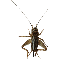 Insect Bug Png Image