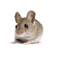 Little Mouse Rat Png Image