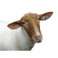 Sheep Head Png Image