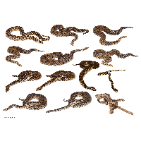 Snakes Clipart Png Images