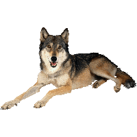 Wolf Png Image