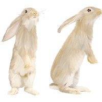 White Rabbit Png Image
