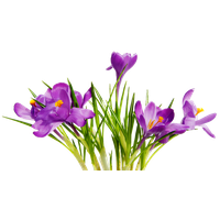 Colorful Flowers Transparent Background