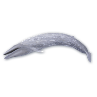 Blue Whale Photo