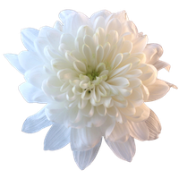 Chrysanthemum File