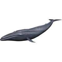 Blue Whale Image