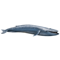 Blue Whale Transparent