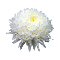 Chrysanthemum Hd