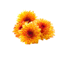 Chrysanthemum Photos