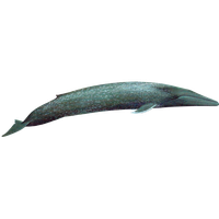 Blue Whale Transparent Picture