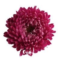 Chrysanthemum Transparent Background
